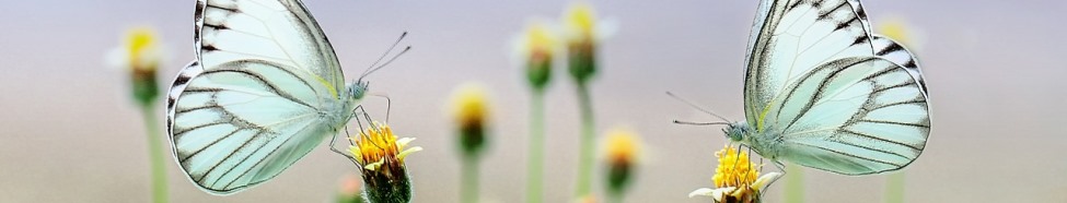 butterfly-975.jpg